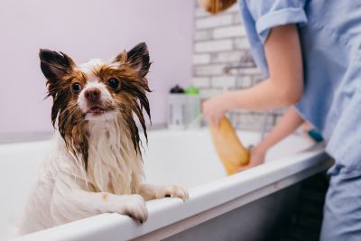 Pet Grooming and Pet Sitting Insurance in Taylorsville, NC by Benfield Insurance Agency