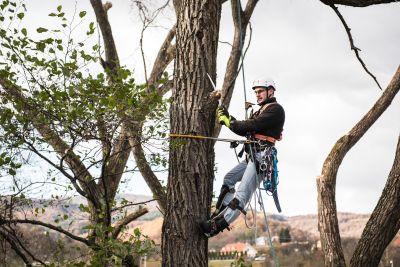 Tree Trimming Insurance in Taylorsville, NC by Benfield Insurance Agency